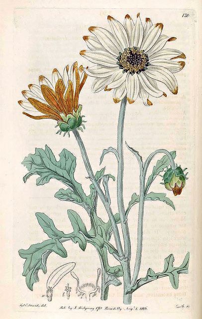 African Daisy. Arctotis aspera. Botanical Register, vol. 2 (1816) [S. Edwards] | by Swallowtail Garden Seeds Chrysanthemum Painting, Botanical Printables, Wildflower Drawing, African Daisy, Daisy Art, Floral Tattoo Sleeve, Vintage Botanical Prints, Scientific Illustration, Botanical Drawings