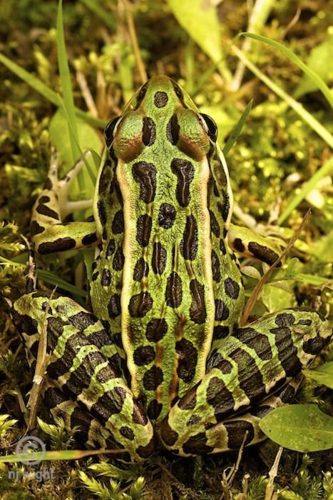 * Frog Witch, Leopard Frog, Frog Friends, Animals Africa, Amazing Frog, Gallery Wallpaper, Wildlife Photographer, Animal References, Colorful Animals