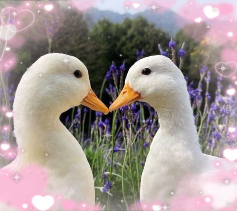 Duck Reference, Duck Couple, Duck Pictures, Duck Photo, What The Duck, Pet Ducks, Cute Ducklings, Funny Duck, Baby Ducks