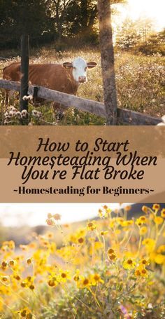 Things You Need For Homesteading, Home Stead Recipes, Homestead On An Acre, In Town Homesteading, Homesteading In Florida, Farm Journal Ideas, 1 Acre Homestead Layout Small Farm, Half Acre Homestead Layout, Homestead Kitchen Design