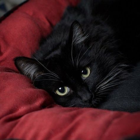 Cute Black Cat Aesthetic, Black Cat Aesthetic, I See Red, Red Icons:), Dark Feminine Aesthetic, A Black Cat, Cat Aesthetic, Red Aesthetic, Pretty Cats