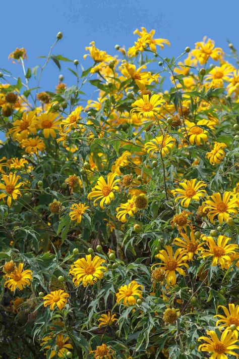 Mexican Sunflowers: Care and Growing Guide Mexican Sunflower, Planting Sunflowers, Raised Flower Beds, Flower Bed Designs, Vibrant Flowers, Attract Butterflies, Propagating Plants, Flower Border, Landscaping With Rocks