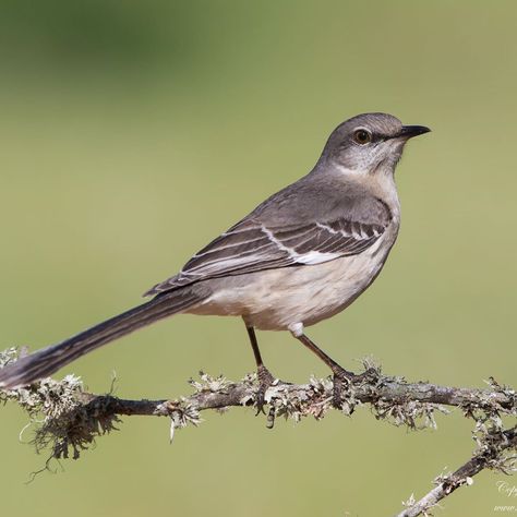 Northern Mockingbird (Mimus polyglottos) . . . . . . . . . #birdsofinstagram #birdfreaks #birds #bestbirdshots #nuts_about_birds… Mockingbird Aesthetic, Lifeguard Halloween, Luke Cage Comics, Mockingbird Tattoo, Northern Mockingbird, Mocking Birds, North American Birds, Texas Garden, Kraven The Hunter