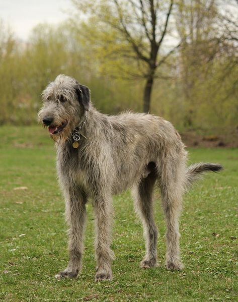 20 Quiet Dog Breeds To Consider If Noise Is A No-Go – PureWow Scottish Deerhound, Quiet Dog Breeds, Wolf Hound, Irish Wolfhound Puppies, Tattoo Animals, Irish Wolfhound Dogs, Irish Water Spaniel, Miniature American Shepherd, Giant Dog Breeds