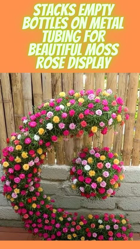 Rose Display, Moss Roses, Blooms All Summer, Vegetable Garden Raised Beds, Moss Rose, Moss Garden, Rose Drawing, Planting Roses, Beautiful Landscape Wallpaper