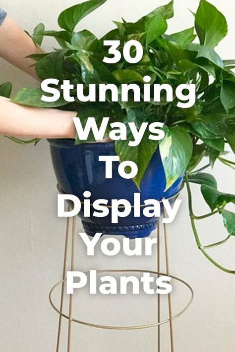 Diy Gardening Ideas, Houseplants Decor, Room Plants, Tattoo Plant, Creative Planter, Taman Diy, Tanaman Indoor, Plant Decoration, Gardening Diy