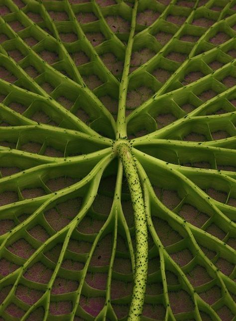 Greenhouse Structure, Victoria Amazonica, Foto Macro, Leaf Structure, Tree Structure, Plant Structure, Geometry In Nature, Natural Structures, Texture Inspiration