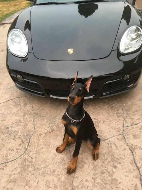 Aesthetic Car, Black Car, Doberman, A Car, A Dog, Porsche, Sports Car, Cars, Sports