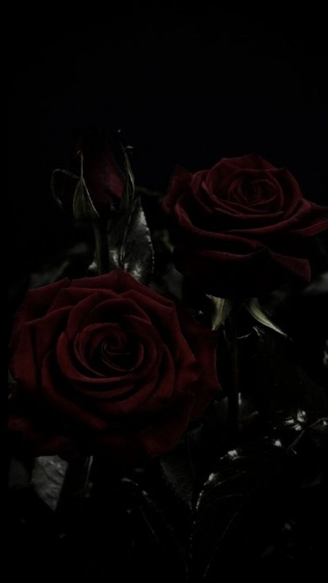 Dark Red Roses, Dark Books, Aesthetic Roses, Dark Flowers, Rose Wallpaper, Ruby Rose, Red Aesthetic, Blood Pressure, Black Rose