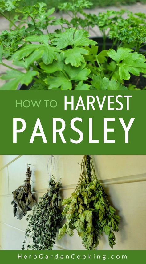 Learn the best techniques for harvesting parsley and storing it for later use. Discover how to keep your parsley plants healthy and thriving. Harvesting Parsley, Harvest Parsley, Parsley Plant, Growing Cilantro, Garden Cooking, Garden Food, Useful Tips, Herb Garden, Cilantro