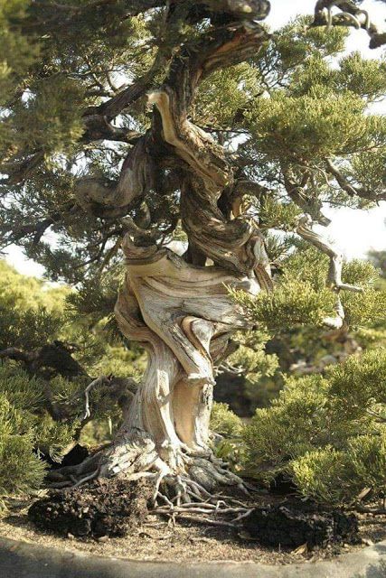 TYWKIWDBI      ("Tai-Wiki-Widbee"): Life lesson from a twisted tree Weird Trees, Bristlecone Pine, Juniper Tree, Matka Natura, Twisted Tree, Old Tree, Old Trees, Ancient Tree, Unique Trees