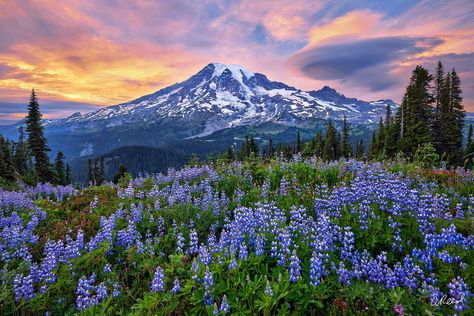 Rainy Photography, Mountain Landscape Photography, National Parks Photography, Mount Rainier National Park, Forest Pictures, Rainier National Park, Pretty Landscapes, Fine Art Landscape, Arte Sketchbook