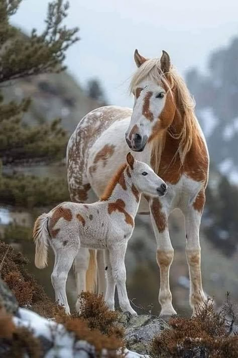 Cute Horse Pictures, Baby Horses, Most Beautiful Horses, Appaloosa Horses, Most Beautiful Animals, Horses And Dogs, Cute Horses, Appaloosa, Horse Photos