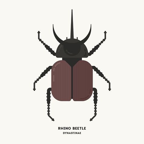 Wildlife Infographic, Animal Diagram, Beetle Logo, Flower Beetle, Rhinoceros Beetle, Beetle Illustration, Rhino Beetle, Animal Report, Beetle Insect