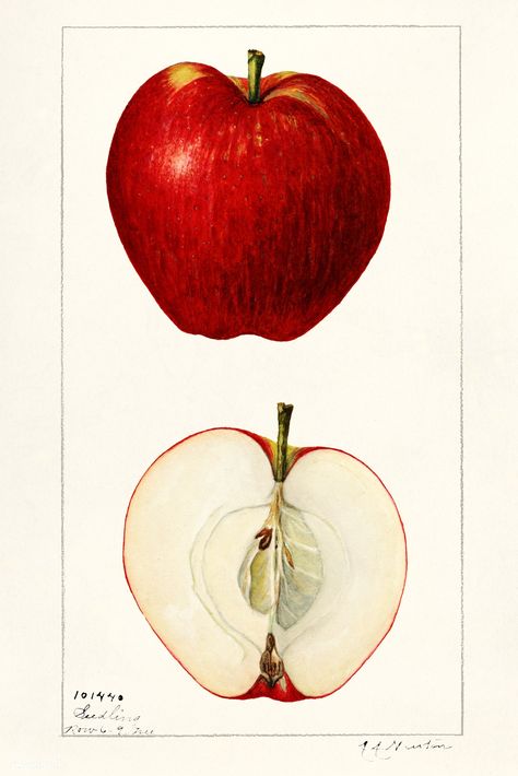 Apples (Malus Domestica) (1925) by Amanda Almira Newton. Original from U.S. Department of Agriculture Pomological Watercolor Collection. Rare and Special Collections, National Agricultural Library. Digitally enhanced by rawpixel. | free image by rawpixel.com Illustration Botanique Vintage, Apple Illustration, Watercolor Collection, Free Illustration Images, Apple Art, Botanical Illustration Vintage, Botanical Print Set, Vintage Apple, Fruit Print