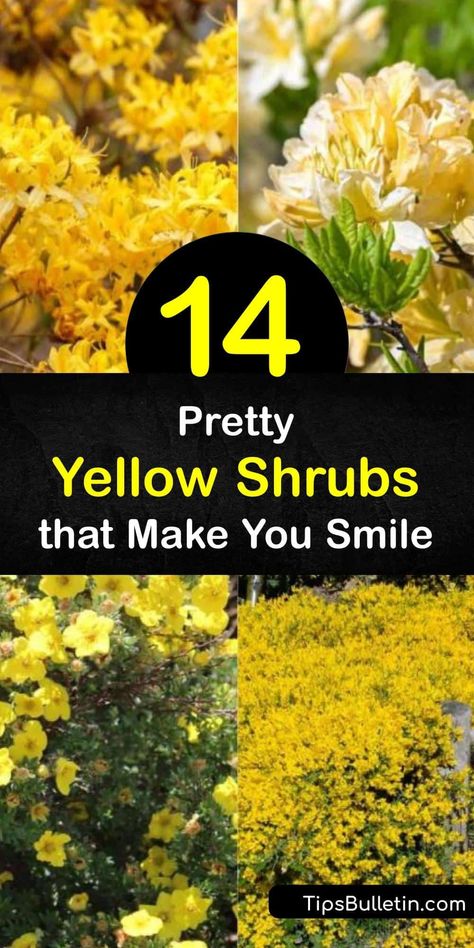 Discover the best shrubs with yellow flowers and leaves, whether you want an evergreen shrub-like camellia or a groundcover like potentilla. These hardy shrubs prefer full sun or partial shade. Try yellow azalea for fragrant flowers that attract hummingbirds. #shrubs #yellow #flowers #leaves Evergreen Flowering Shrubs Zone 8, Yellow Flowering Shrubs, Yellow Evergreen Shrub, Yellow Perennials Full Sun, Yellow Bushes Shrub, Small Shrubs In Front Of House Full Sun, Yellow Shrubs For Landscaping, Shrubs For Sunny Areas, Yellow Plants For Landscaping