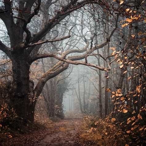 When You Are at the Darkest Point in the Forest, You Are on the Right Track. | elephant journal 숲 사진, Dirt Road, Enchanted Forest, Beautiful Tree, Arbor, In The Woods, Nature Beauty, Beautiful World, In The Middle