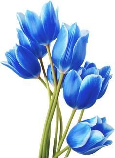 Tulip Flower Drawing, Bright Red Flowers, Tulip Drawing, Blue Flower Art, Tulip Colors, Blue Flower Painting, Quiet Elegance, Tulip Painting, Tulips Art