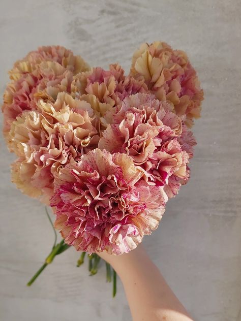 Carnations Colors, Carnation Plants, Carnation Colors, Carnation Bouquet, Flower Bun, Flower Types, Flower Identification, Favourite Flowers, Pink Carnations