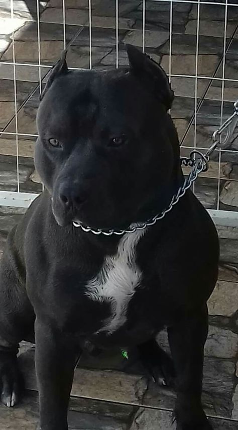 Pittbulls Dogs, Pitbull Noir, Pitbull Training, Pitbull Dog Breed, Black Pitbull, Pit Dog, Akali League Of Legends, Bully Breeds Dogs, Animals Tattoo