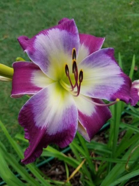 Lily Purple, Purple Daylilies, Yellow Daylily, Hemerocallis Fulva, Plant Information, Lavender Blue, Daylilies, One Image, Plant Care