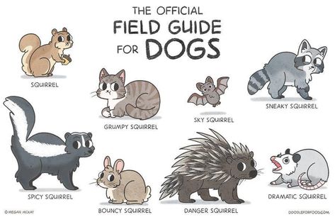 Official Squirrel Field Guide for Dogs Funny Animal Memes, Welsh Corgi, Field Guide, Dog Memes, Dog Print, Animal Memes, Funny Comics, Cat Memes, Animal Drawings