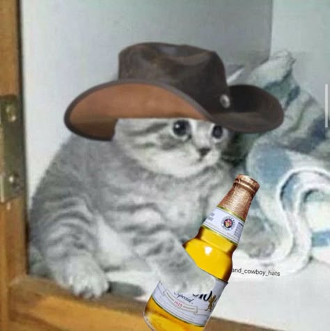 Cat With Knives Around It, Cowboy Pfp Icon, Mexican Cat Pfp, Cowboy Reaction Pic, Animal With Cowboy Hat, Animals In Cowboy Hats, Spotify Icons Playlist, Cat Aesthetic Coquette, Cat With Cowboy Hat