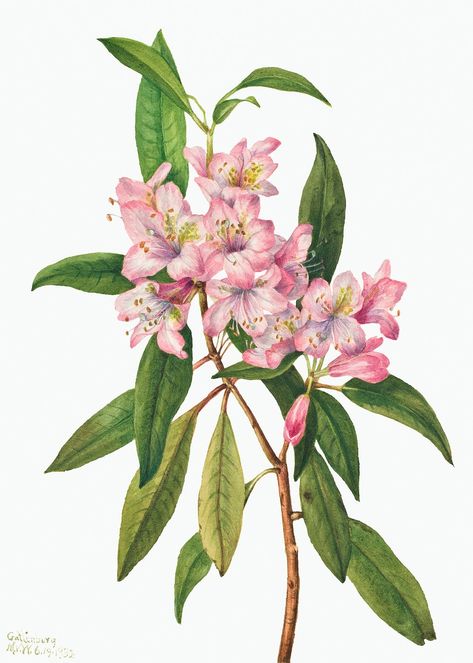 Rose Bay Rhododendron (Rhododendron carolinianum) (1932) by Mary Vaux Walcott. Original from The Smithsonian. Digitally enhanced by rawpixel. | free image by rawpixel.com Collage Ephemera, Vintage Clipart, Rose Bay, Illustration Nature, Australia Wall Art, Illustration Blume, Heart Wall Art, Wall Art Wallpaper, Unframed Art Prints