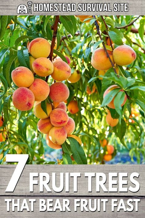 Fruit Trees Backyard, Fruit Fast, Planting Fruit Trees, Fruit Tree Garden, Growing Fruit Trees, Survival Gardening, Home Vegetable Garden, Growing Fruit, Food Garden