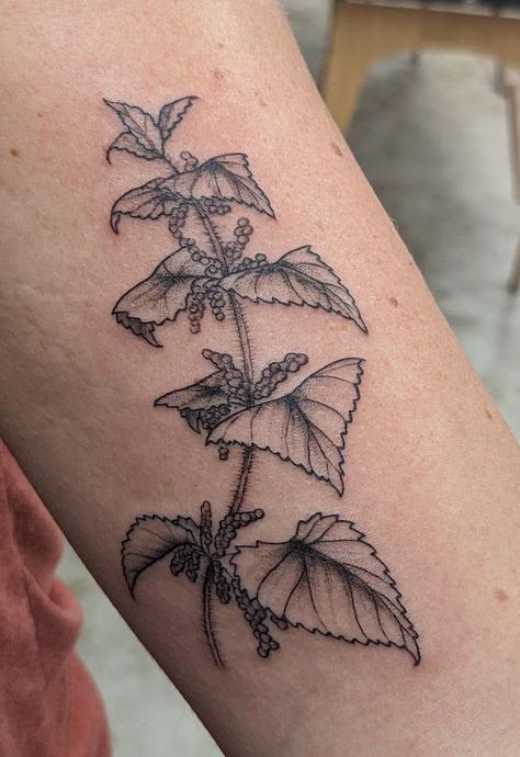 Nature, Medicinal Plant Tattoo, Stinging Nettle Drawing, Nettle Tattoo Art, Nettle Leaf Tattoo, Reishi Tattoo, Wild Plant Tattoo, Stinging Nettle Tattoo, Foraging Tattoo