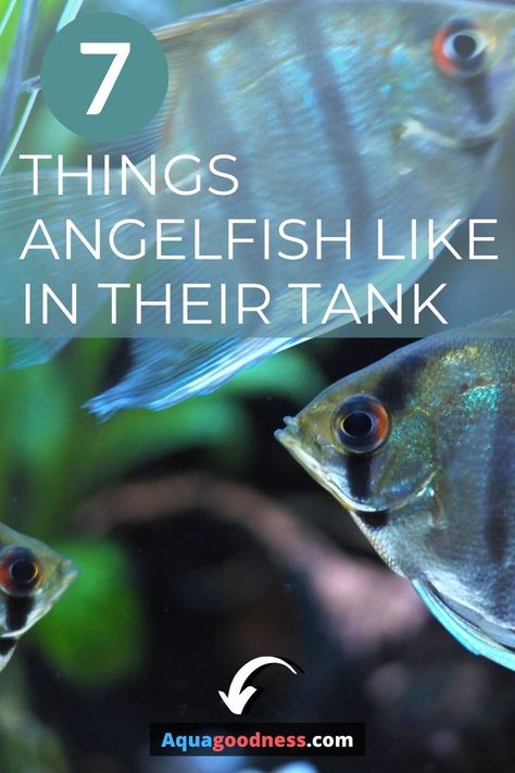 Angel Fish Tank, Cichlid Aquarium, Freshwater Aquarium Plants, Amazing Aquariums, Tropical Fish Tanks, Tropical Fish Aquarium, Tropical Freshwater Fish, Fresh Water Fish Tank, Aquarium Setup