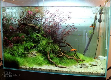 Best Aquarium Filter, Nature Tank, Fish Aquarium Decorations, Turtle Habitat, Cool Fish Tanks, Aquascape Design, Saltwater Fish Tanks, Fish Tank Design, Fresh Water Fish Tank