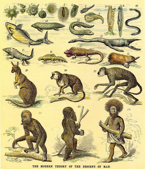 Haeckel's illustration of human evolution Great Chain Of Being, Darwin Evolution, Darwin Theory, Origin Of Species, Theory Of Evolution, Human Evolution, Charles Darwin, Scientific Illustration, Zoology