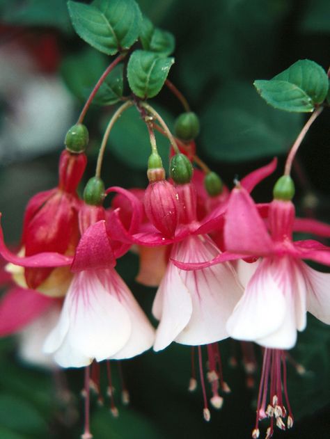 Pink and White Fuchsia Bells- some little girls like to wear these as pretend earrings Fuchsia Plant, Pallet Gardening, Fuchsia Flower, Fuchsia Flowers, Landscaping Garden, Magic Garden, Annual Flowers, Kew Gardens, Covent Garden