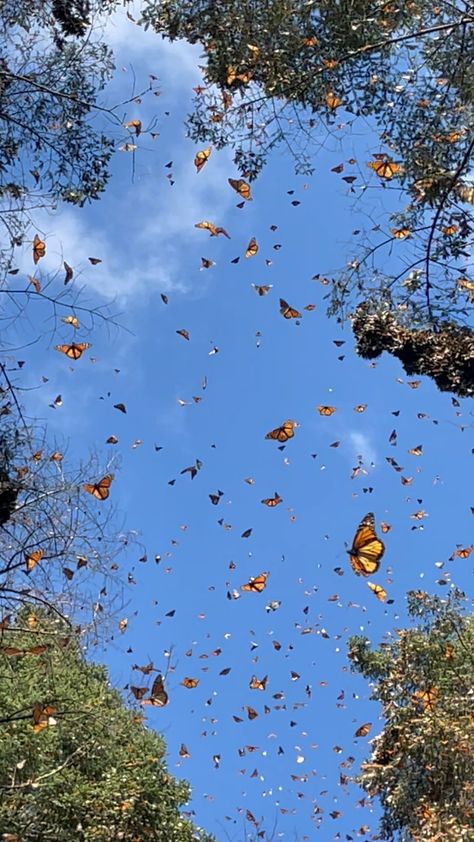 Butterfly Spring, Butterflies In Garden, Aesthetic Butterflies, Butterfly Asthetic Picture, Butterfly Field, Garden With Butterflies, Butterflies Wallpaper, Butterfly Forest, Butterfly Astethic