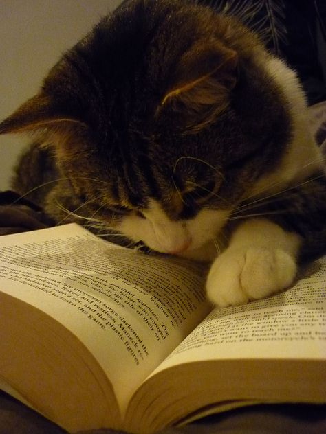 Lemme see...I know that word is in here somewhere.... Gatos Cool, An Open Book, Cat Reading, Cat Books, Open Book, E Card, Cute Kittens, Cats Meow, Crazy Cat Lady