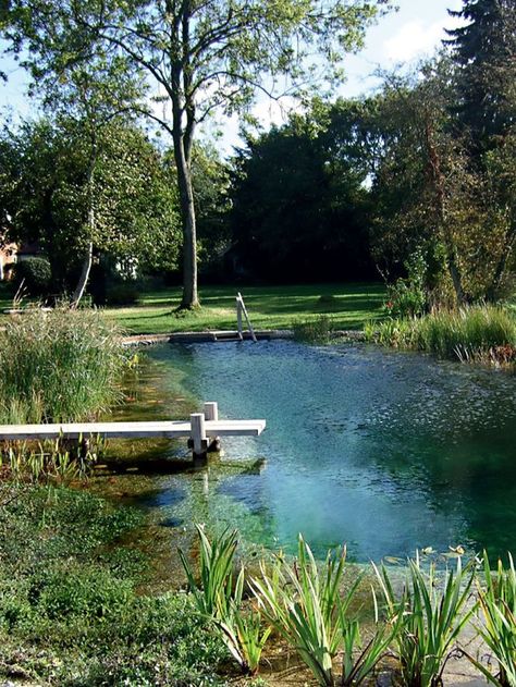 Ponds Ideas, Tanaman Air, Swimming Ponds, Swimming Pool Pond, Kolam Koi, Taman Air, Natural Swimming Ponds, Swimming Pool Landscaping, Pool Landscape Design