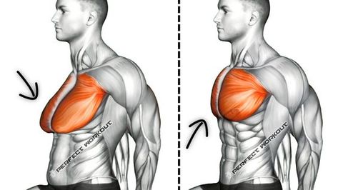 Torso Workout For Men, Chest Reduction Workout, Pectoral Exercises Men, How To Get Rid Of Man Breast, Men’s Chest Workout, Get Rid Of Man Breast, Beer Belly Workout, Chest Exercises For Men, Chest Workouts For Men