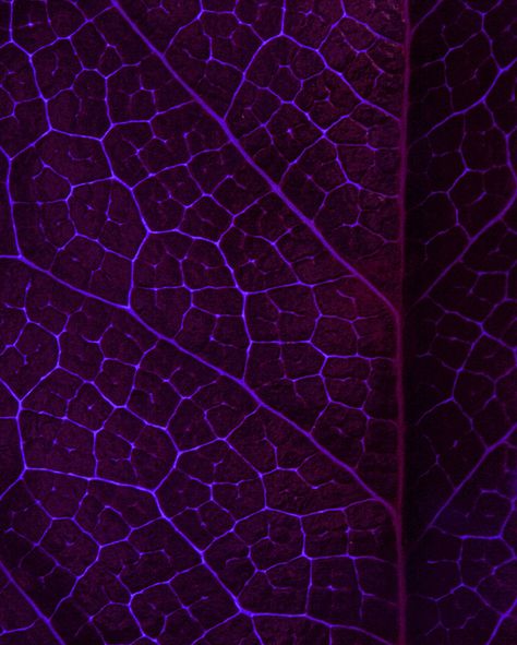 Blacklight Backlit Leaf by My_Minds_Eye, via Flickr Purple Veins, Phone Inspo, Leaf Texture, Mind's Eye, Colour Board, Shades Of Purple, Dark Purple, Deep Purple, Purple Color