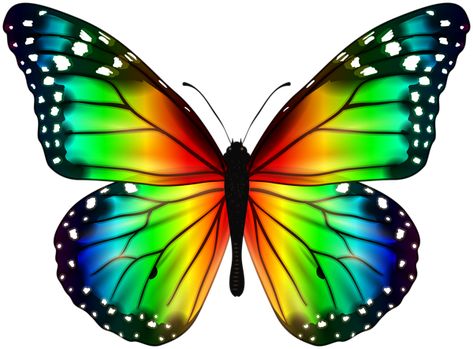 Colorful Butterflies Art, Butterflies Png, Butterfly Facts, Cute Halloween Coloring Pages, Butterfly Png, Butterfly Art Painting, Beautiful Butterflies Art, Butterfly Clip Art, Butterfly Pictures