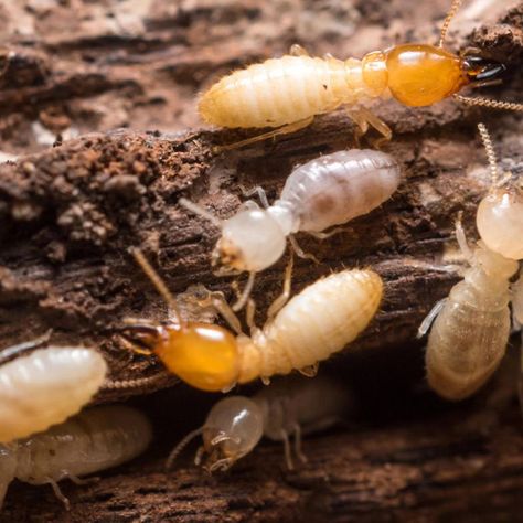 Viking is reporting termites are swarming! Are you seeing any termites? Call Viking today at (800)618-2847 to protect your home from termites! Flying Termites, Signs Of Termites, Lahan Pertanian, Termite Prevention, Termite Damage, Household Pests, Best Pest Control, Mosquito Control, Termite Control