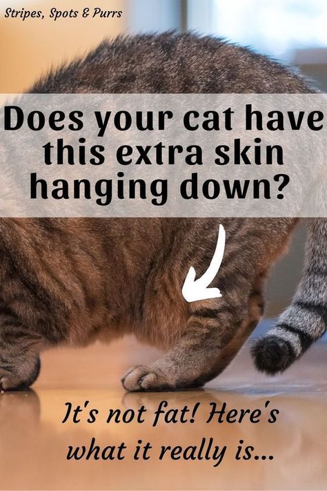 Cat Age Chart, Katt Diy, Cat Pouch, Cat Ages, Extra Skin, Cat Info, Cat Hacks, What Cat, Cat Hammock