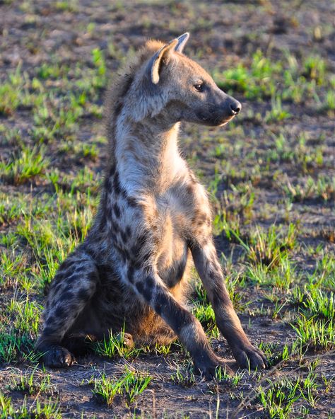 Spotted Hyena, Show Video, Hyena, Early Morning, The Road, Walking