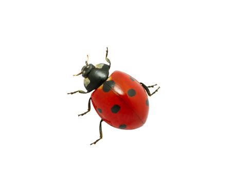 Ladybug Red Macro - Free photo on Pixabay Ladybug Photos, Ladybug Redesign, Red Bugs, Ladybug Bug, Ladybug Icon, Red Bug, Chinese New Year Design, Sketchbook Inspo, Cool Bugs