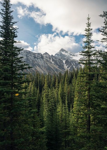 Green pine forest with rockies mountain ... | Premium Photo #Freepik #photo #pine-forest #forest-mountains #tree-landscape #valley Nature, Pine Forest Landscape, Fantasy Pine Forest, Pine Tree Landscape, Biome Project, Forest Landscape Photography, Pnw Forest, Conifer Forest, Tree Scenery