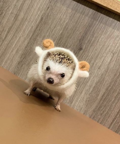 Cute Animal Wallpapers, Aesthetic Pets, Animal Wallpapers, Wallpapers Cute, Animal Aesthetic, Hedgehog Pet, Funny Paintings, Pet Memes, Pet Halloween Costumes