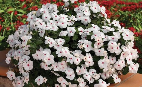 Flower Garden Design, White Plants, Proven Winners, Attract Butterflies, Green Foliage, Plant Food, Drought Tolerant, Types Of Plants, Summer Garden