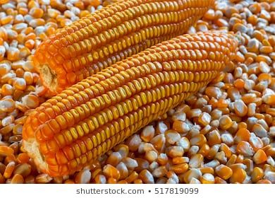 Corn Stock, Corn Field, Dried Corn, Corn Seed, Corn On Cob, Sack Bag, Maize, Corn, Close Up