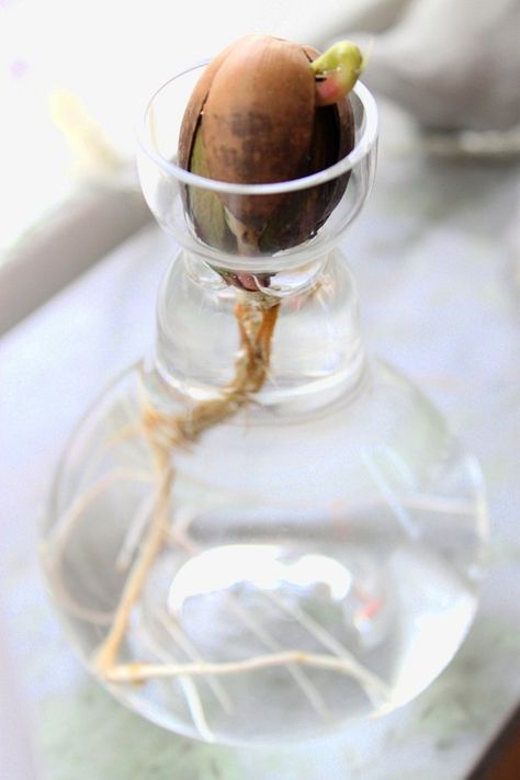 DIY sprout acorn in water ; Gardenista Grow Avocado, Avocado Tree, Vegetable Gardens, Spring Bulbs, Mini Garden, Water Plants, Growing Plants, Water Garden, Urban Garden