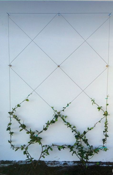 Wire Trellis, Diamond Trellis, Garden Floor, Alpine Plants, Poisonous Plants, Garden Decor Ideas, Garden Types, Special Flowers, Natural Garden